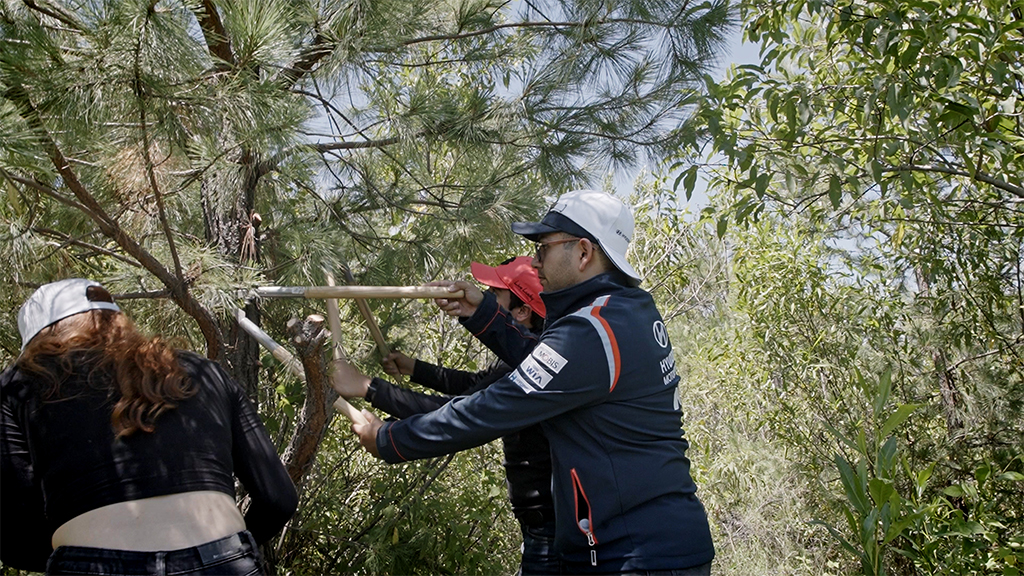 La poda y el mantenimiento adecuado de los &aacute;rboles forestales Hyundai y Ayuda en Acci&oacute;n 